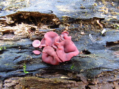 Ascocoryne cylichnium