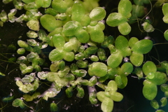 Lemna minuta