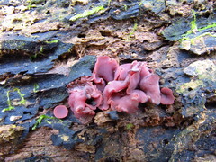 Ascocoryne cylichnium