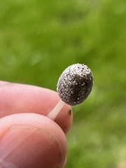 Coprinellus flocculosus