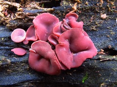 Ascocoryne cylichnium