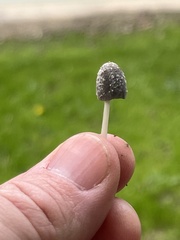 Coprinellus flocculosus