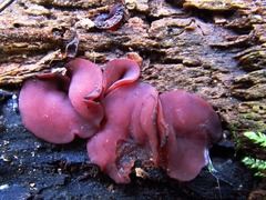 Ascocoryne cylichnium