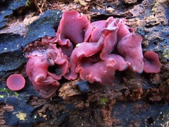 Ascocoryne cylichnium