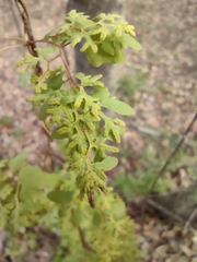 Lygodium palmatum