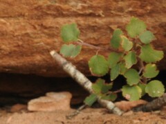 Amelanchier utahensis