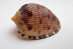Cypraecassis testiculus