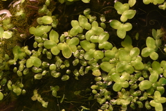 Lemna minuta