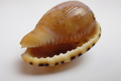 Cypraecassis testiculus