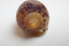 Cypraecassis testiculus