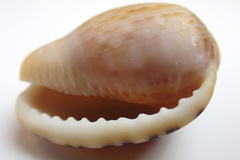 Cypraecassis testiculus