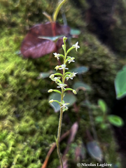 Cranichis diphylla