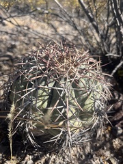 Echinocactus horizonthalonius