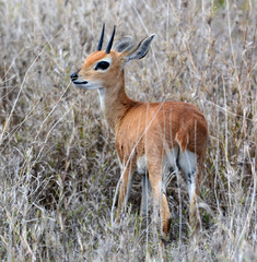 Raphicerus campestris neumanni