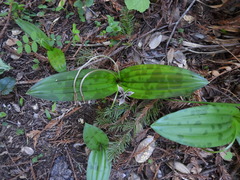 Scoliopus bigelovii