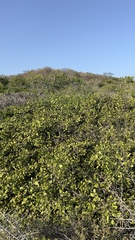 Cordia truncatifolia