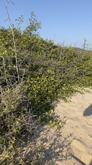 Cordia truncatifolia