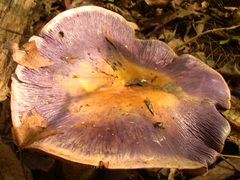 Phlegmacium