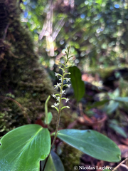 Cranichis diphylla