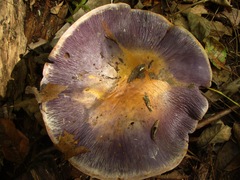 Phlegmacium