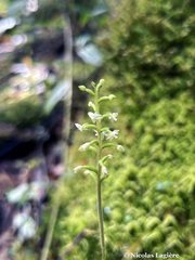 Cranichis diphylla