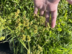 Cyperus surinamensis