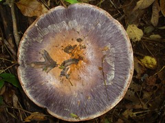 Phlegmacium