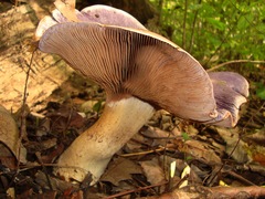 Phlegmacium