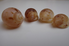 Tonnoidea