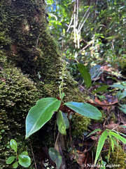 Cranichis diphylla
