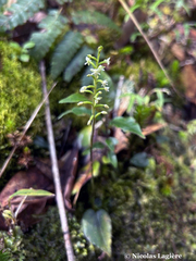 Cranichis diphylla
