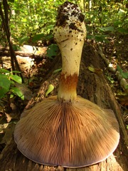 Phlegmacium