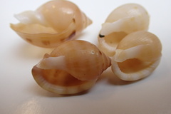Tonnoidea