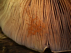 Phlegmacium