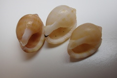 Tonnoidea