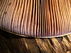 Phlegmacium