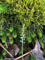 Cranichis diphylla