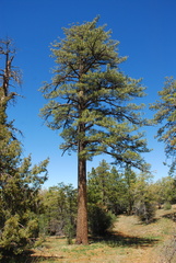Pinus jeffreyi