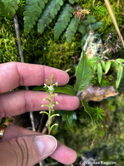 Cranichis diphylla