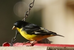 Spinus psaltria
