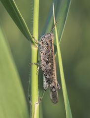 Epacromiini
