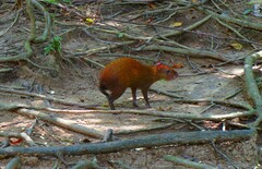 Dasyprocta ruatanica