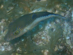 Canthigaster rostrata