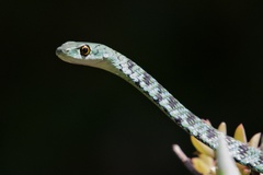 Philothamnus semivariegatus