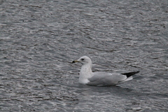 Larus delawarensis