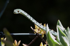 Philothamnus semivariegatus