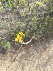 Heterotheca