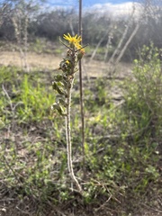 Heterotheca
