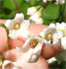 Apocynum androsaemifolium