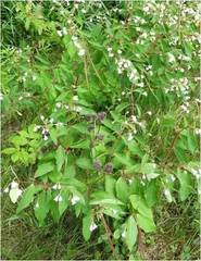 Apocynum androsaemifolium